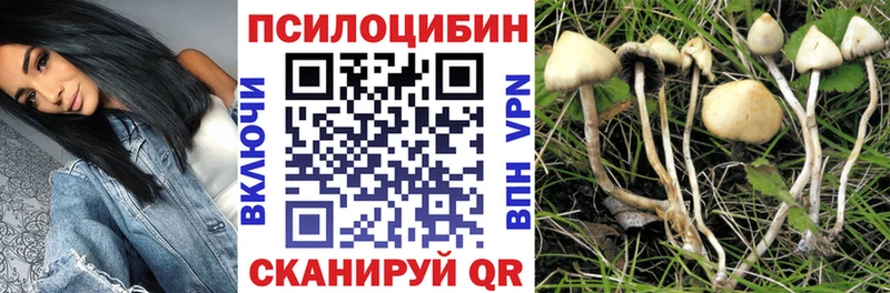 Купить  Нефтекумск  Галлюциногенные грибы Psilocybine cubensis 